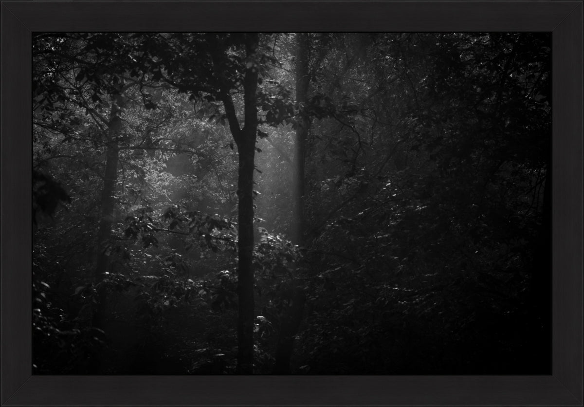 Morning Mist