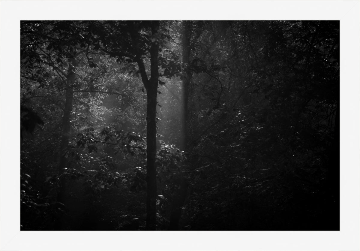 Morning Mist