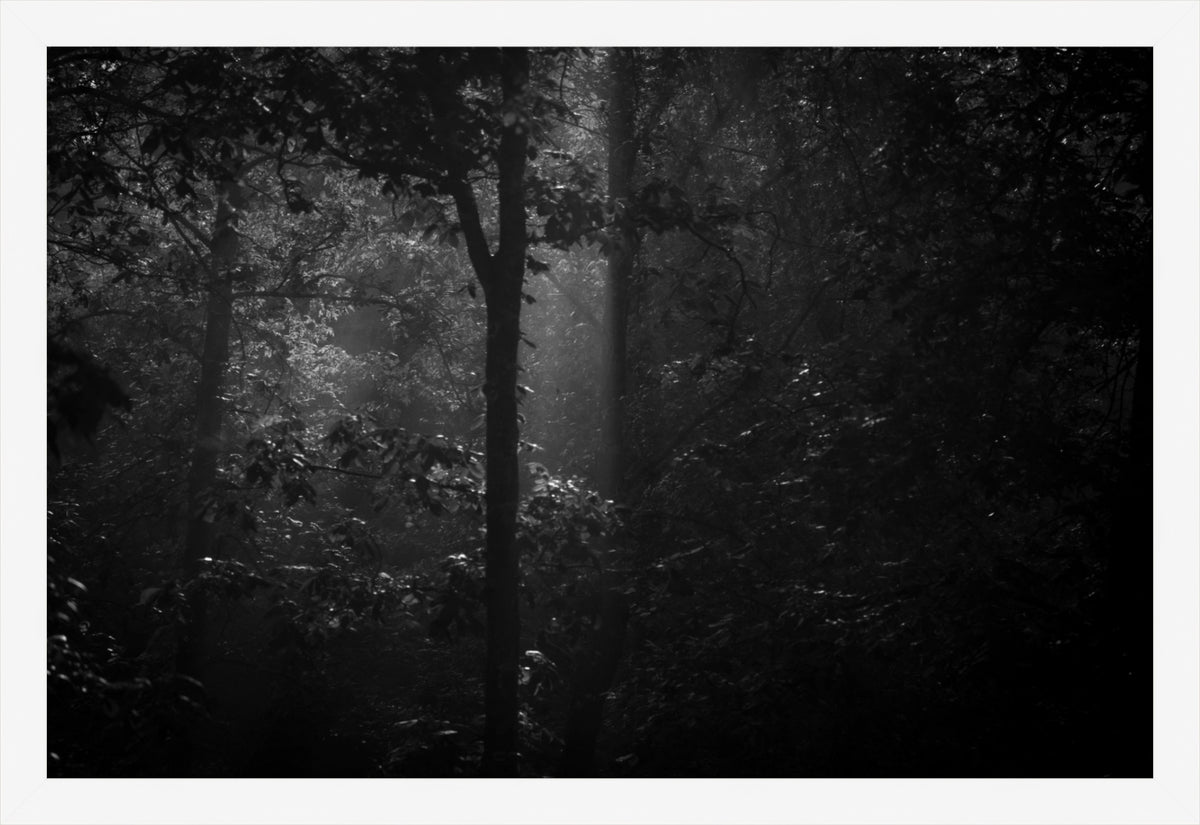 Morning Mist