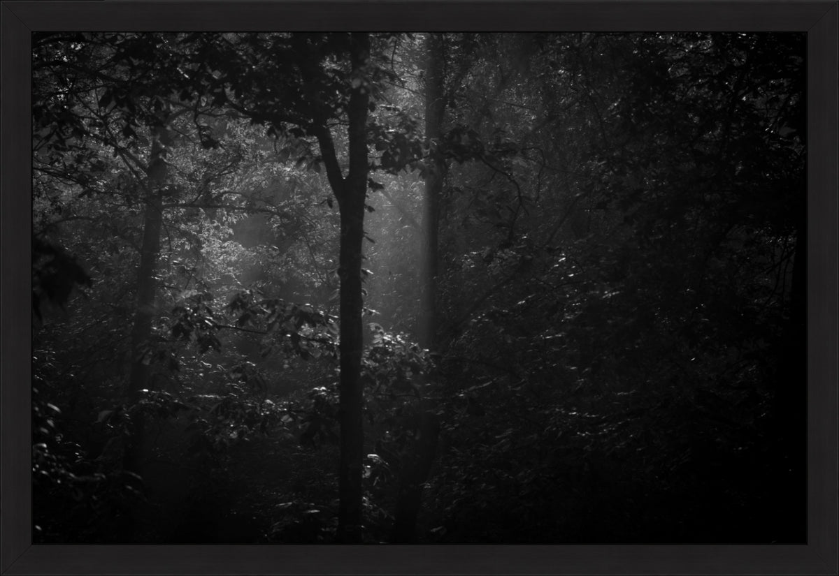 Morning Mist