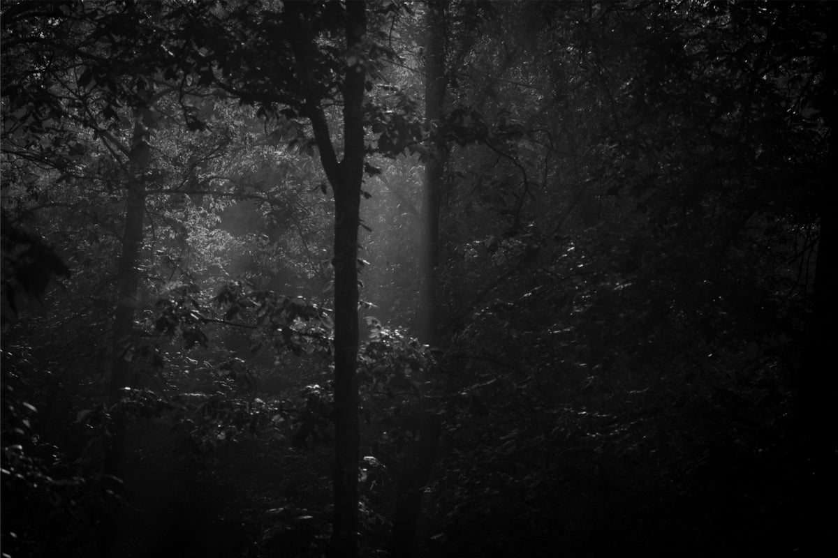 Morning Mist