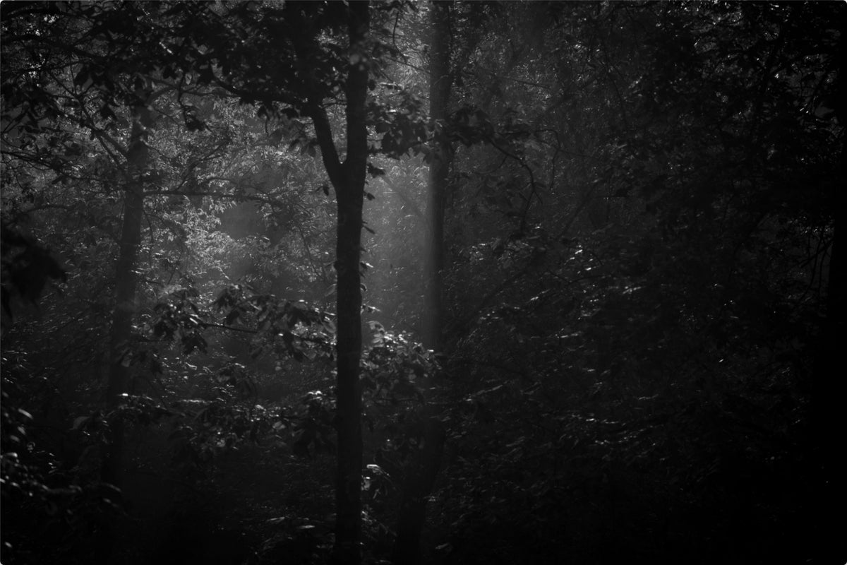 Morning Mist