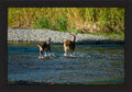Crossing Together