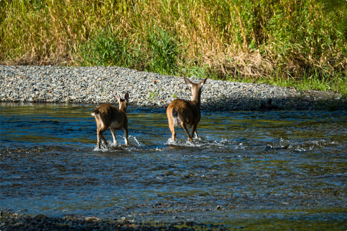 Crossing Together