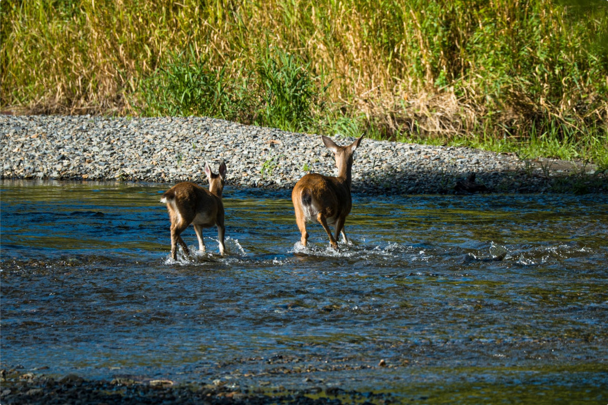Explore the American Life Collection — two deer crossing a stream