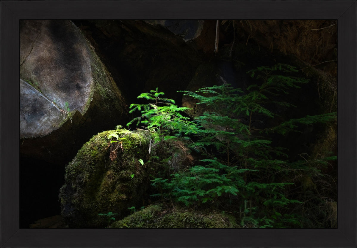 New Growth in the Light