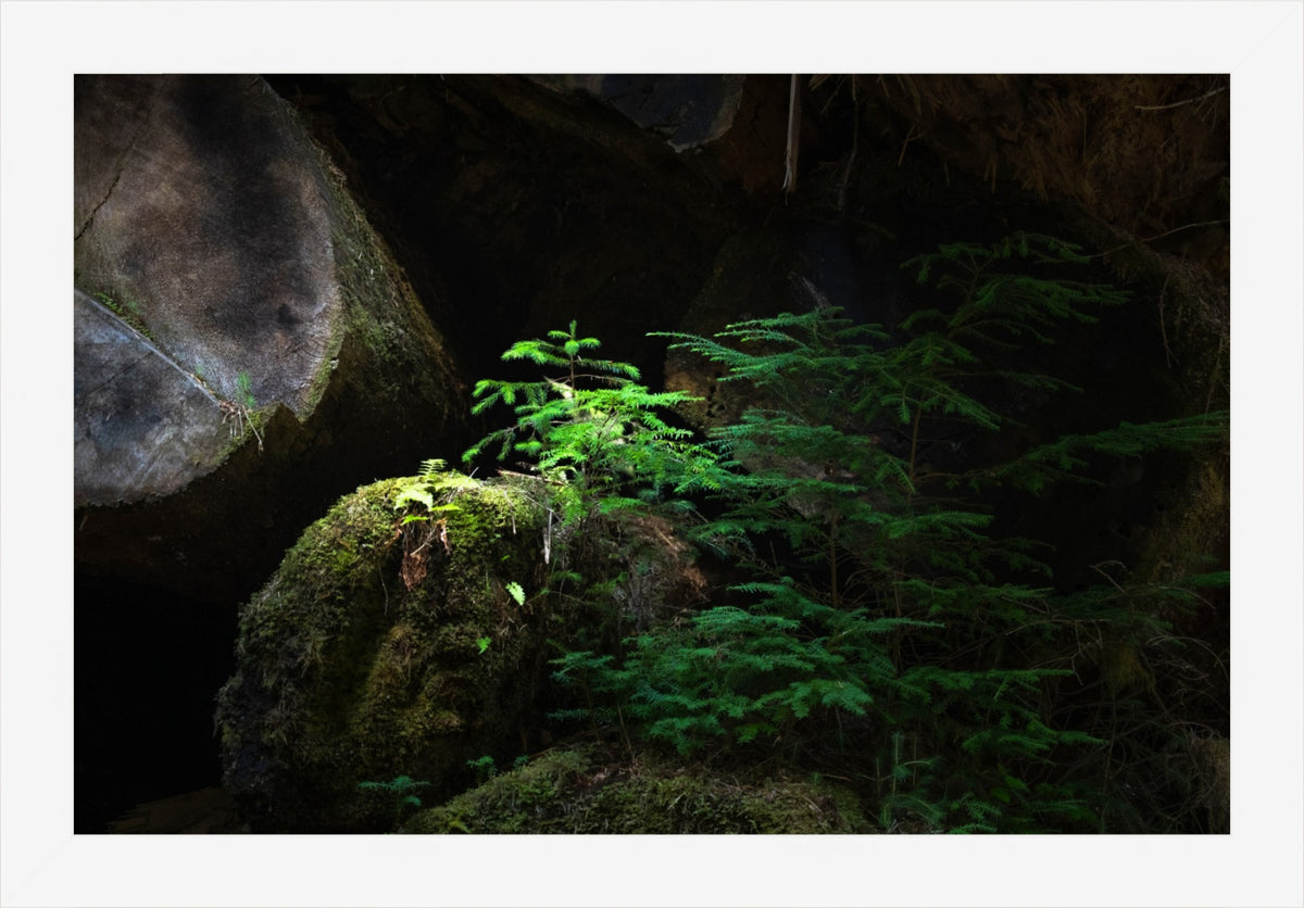 New Growth in the Light