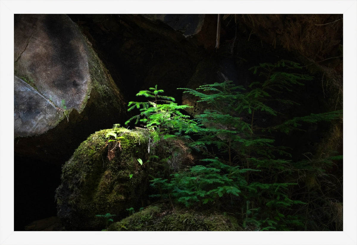 New Growth in the Light