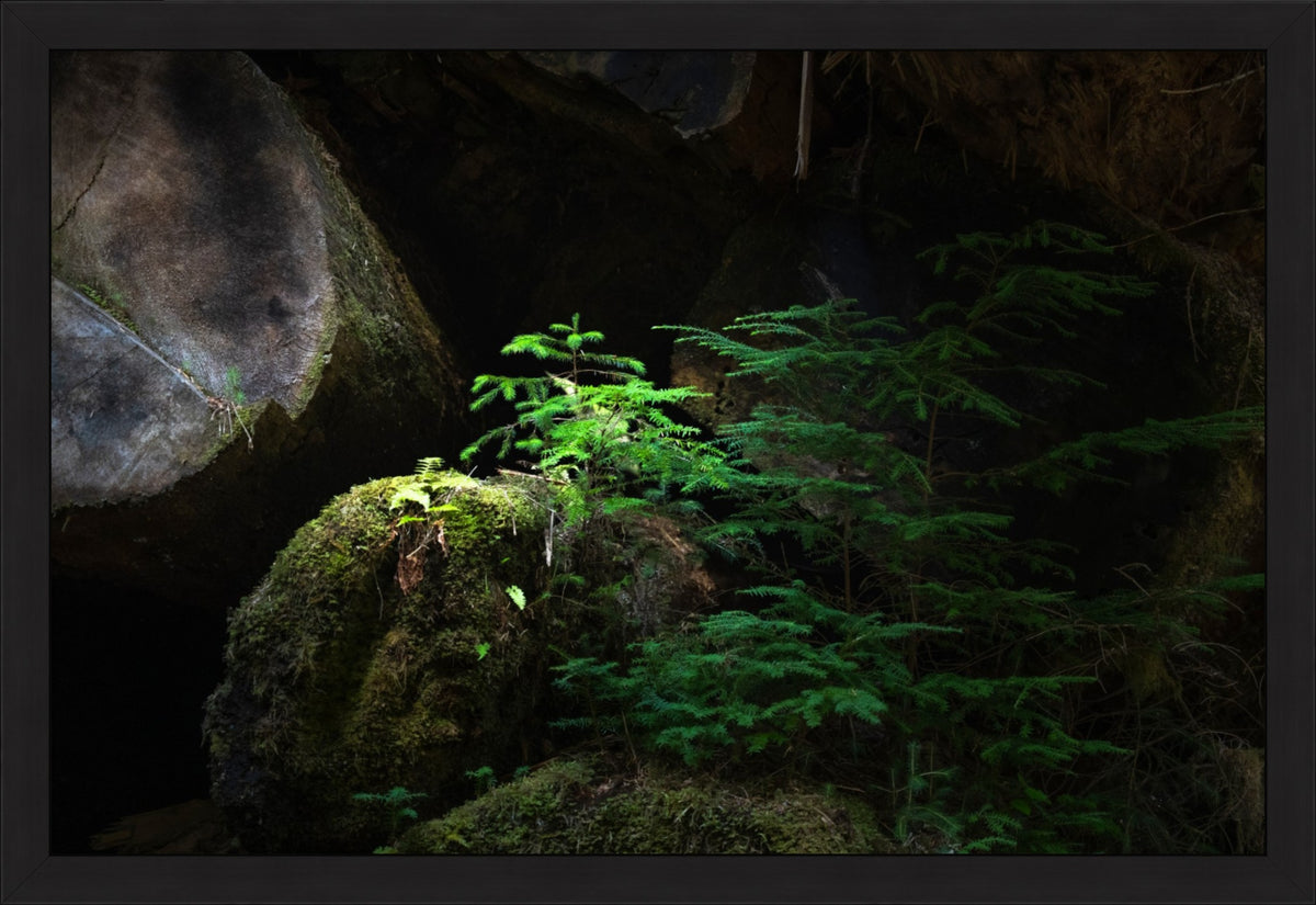New Growth in the Light