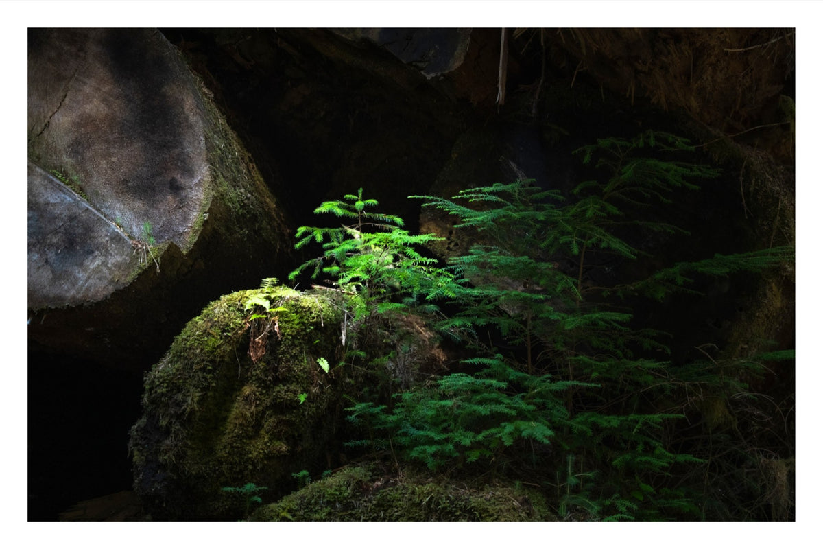 New Growth in the Light