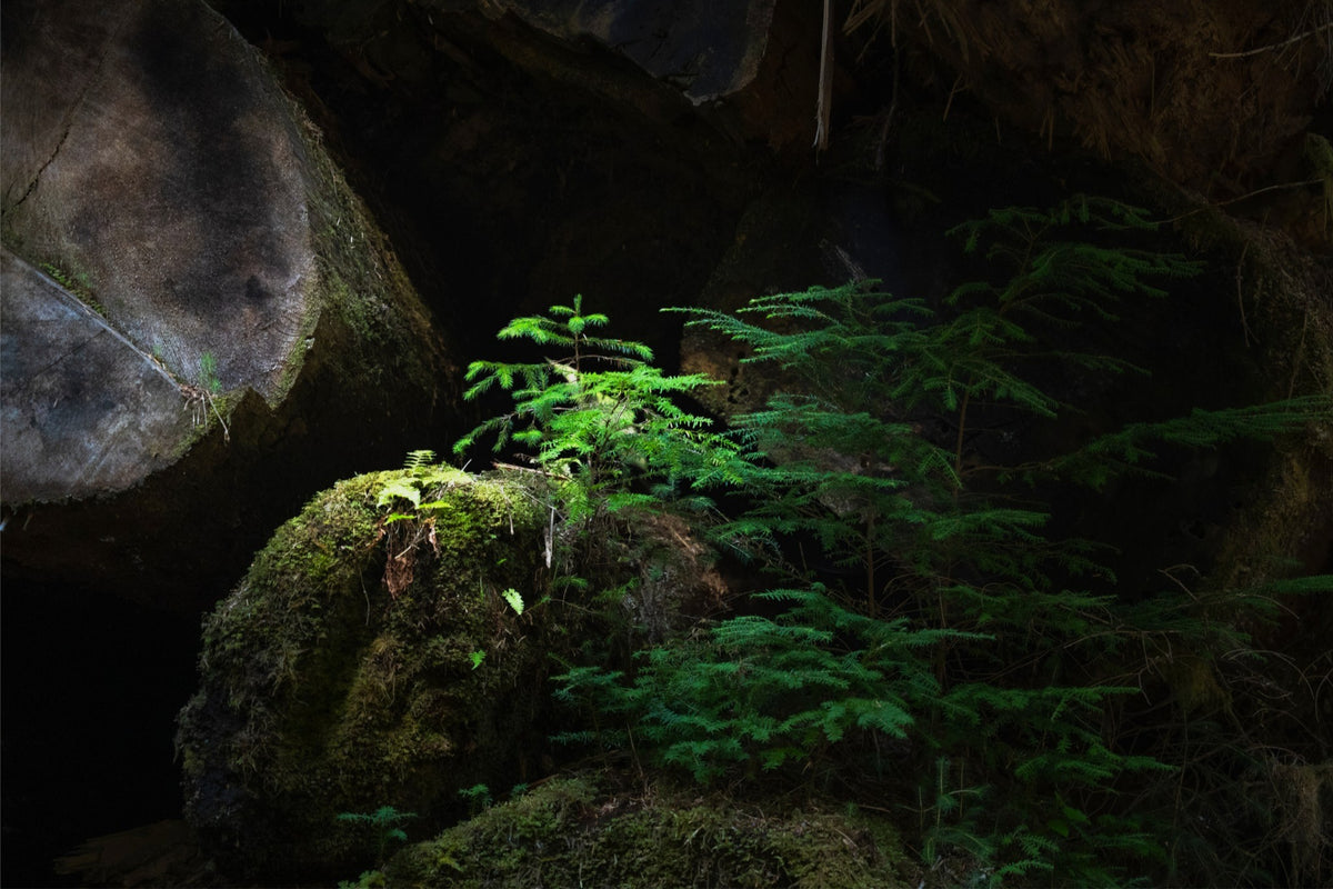 New Growth in the Light