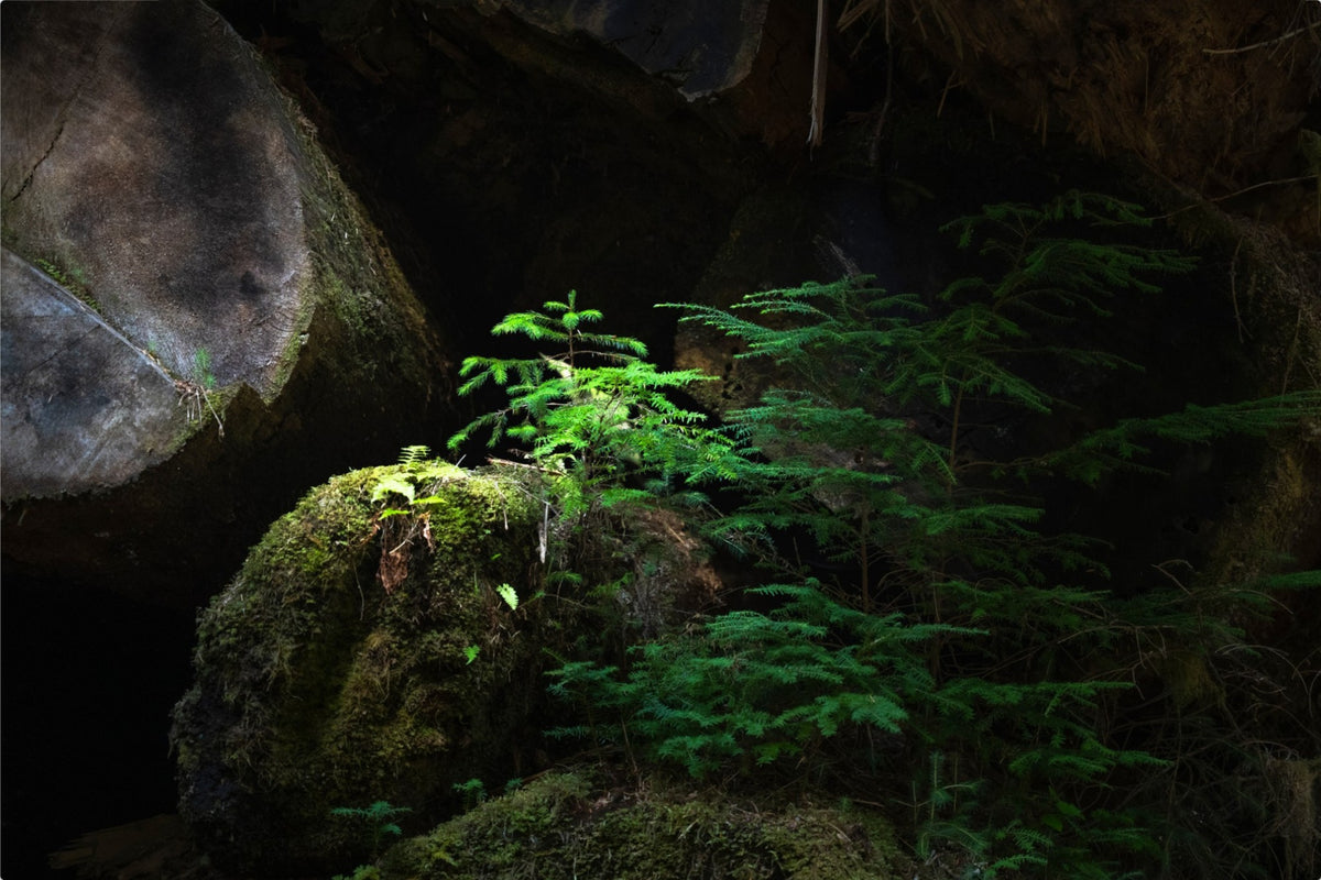New Growth in the Light