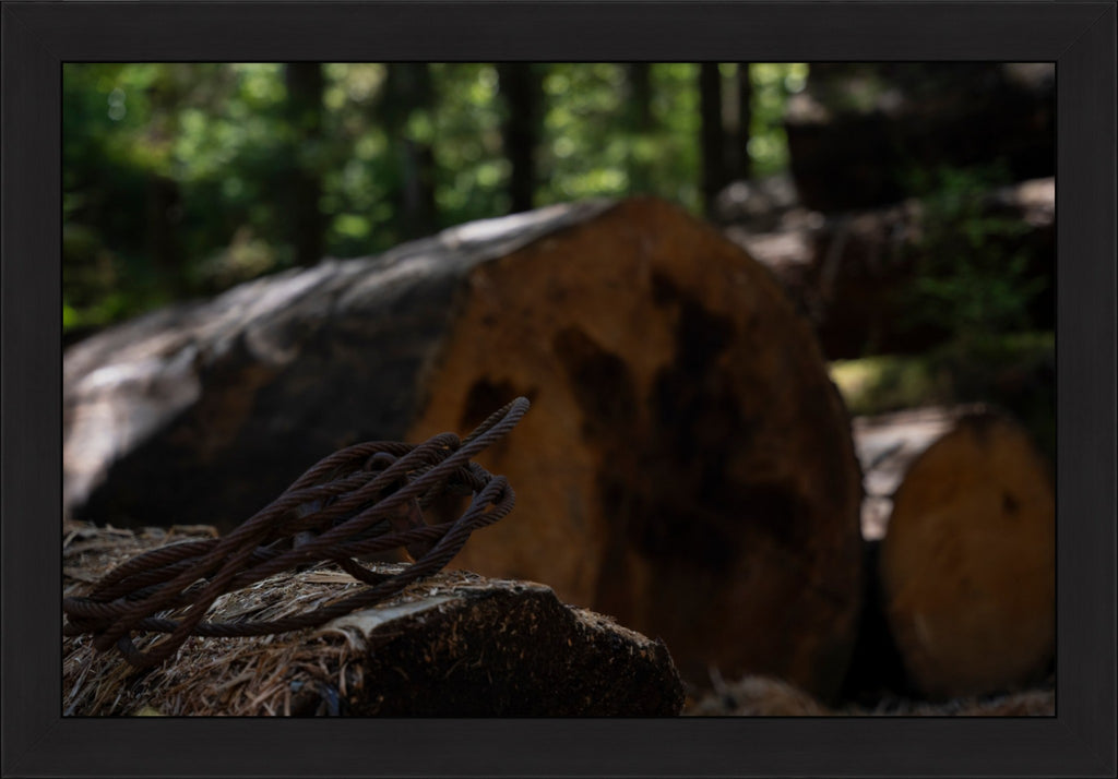 Remnants of the Timberline