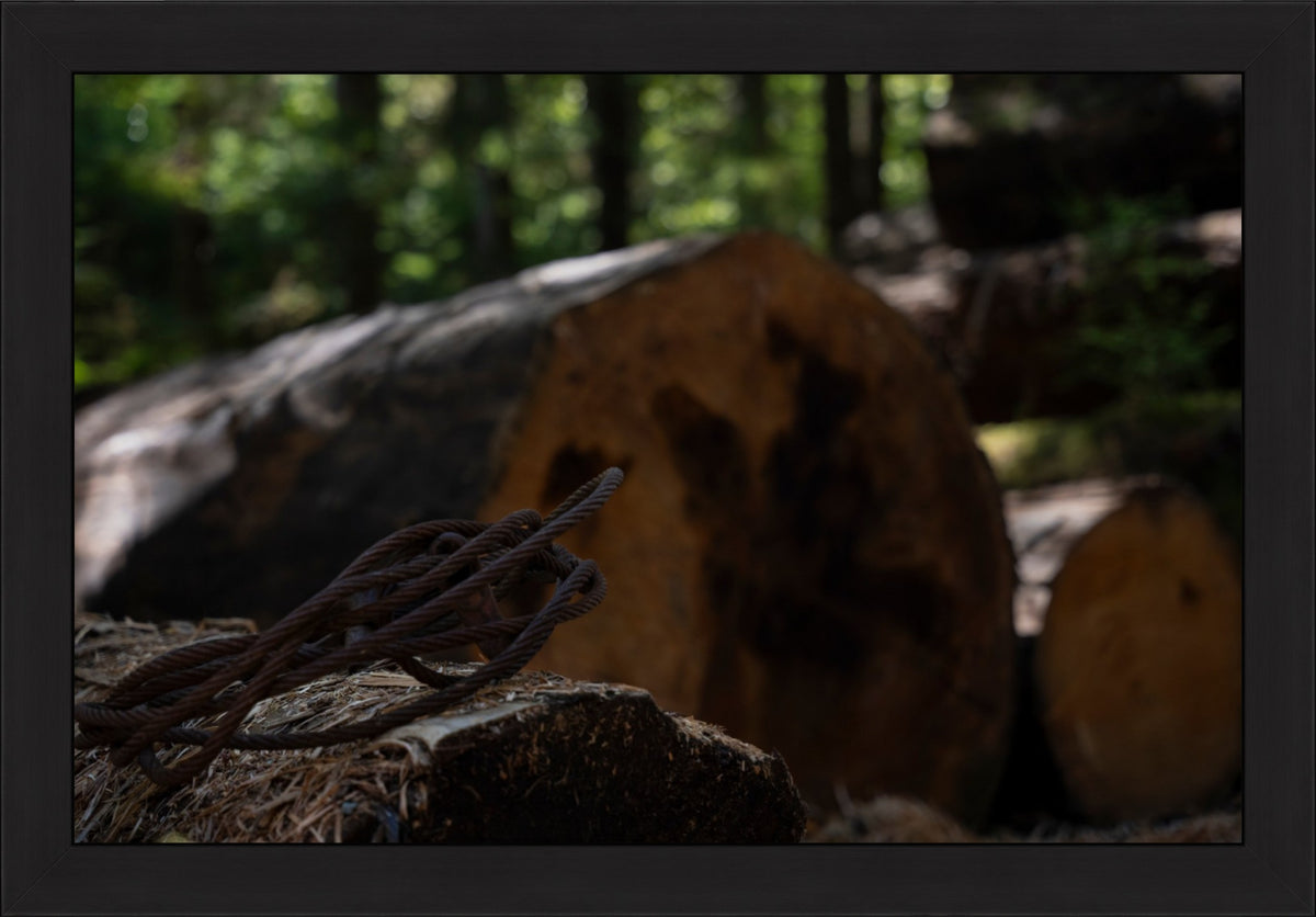 Remnants of the Timberline