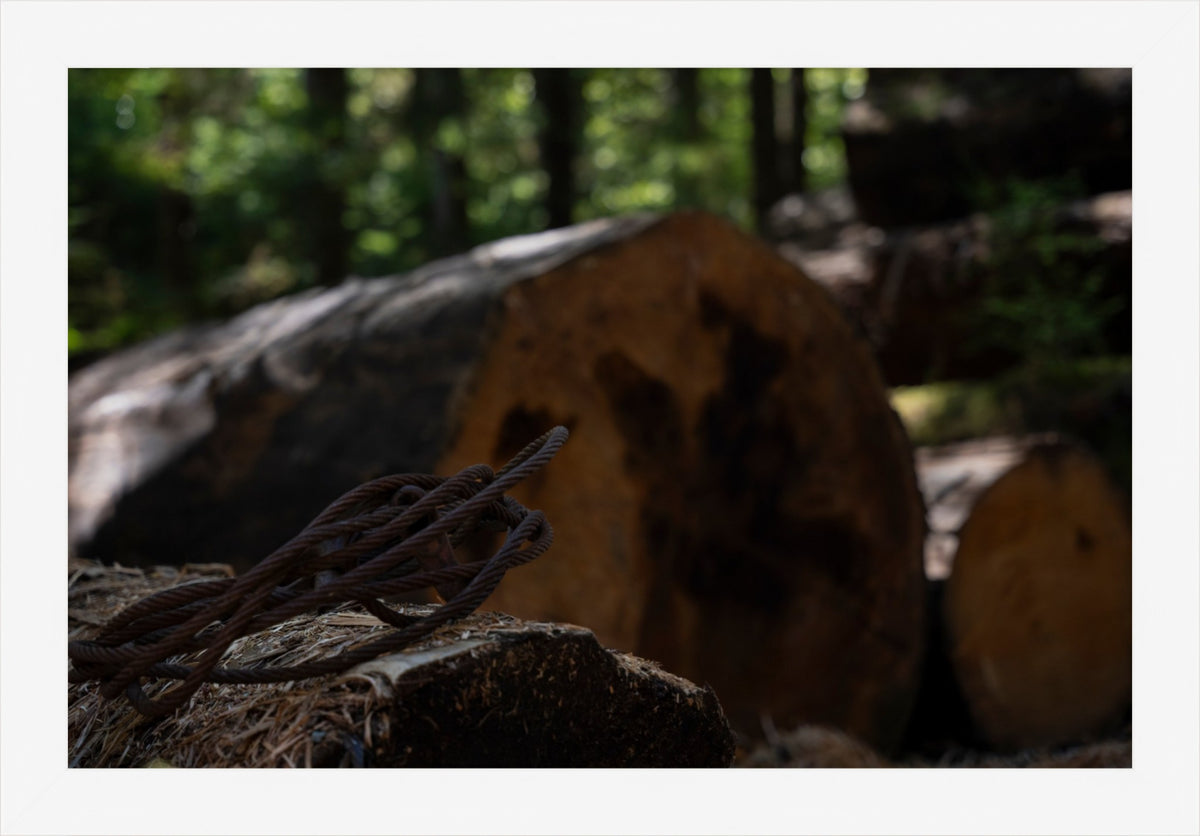 Remnants of the Timberline