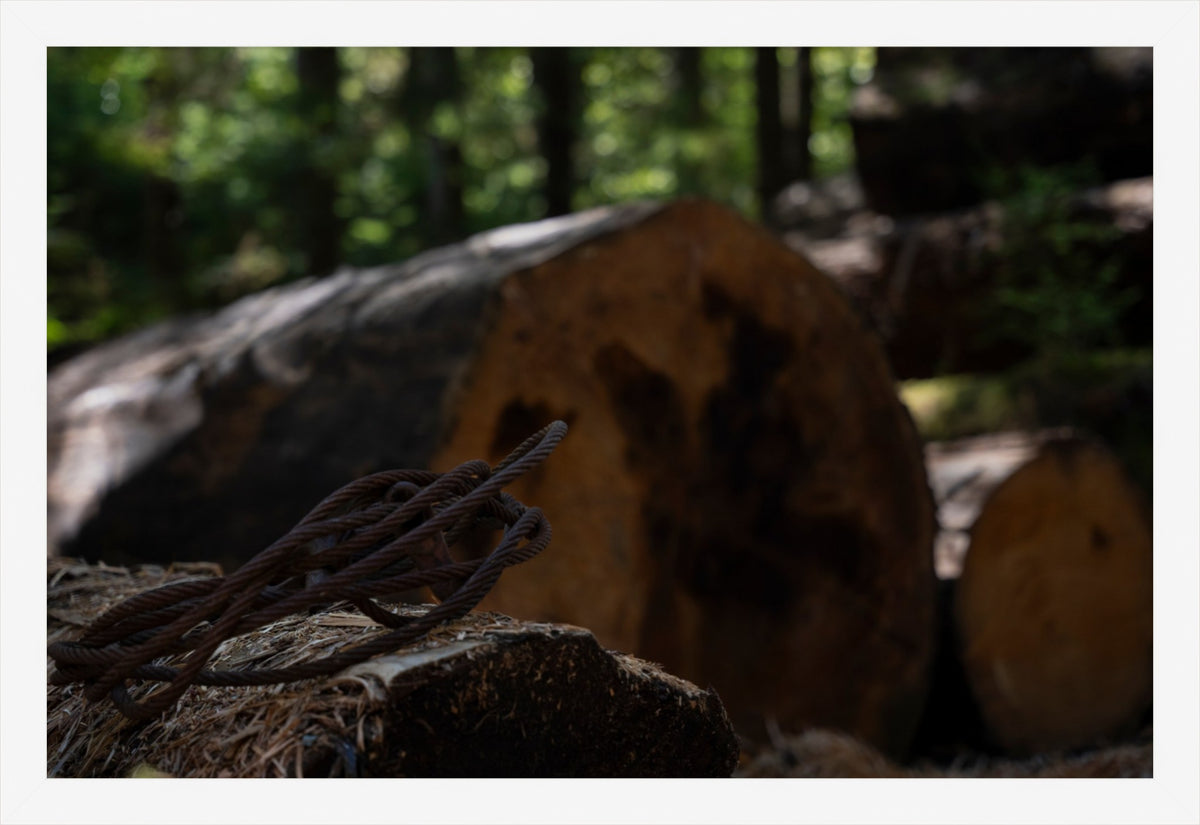 Remnants of the Timberline