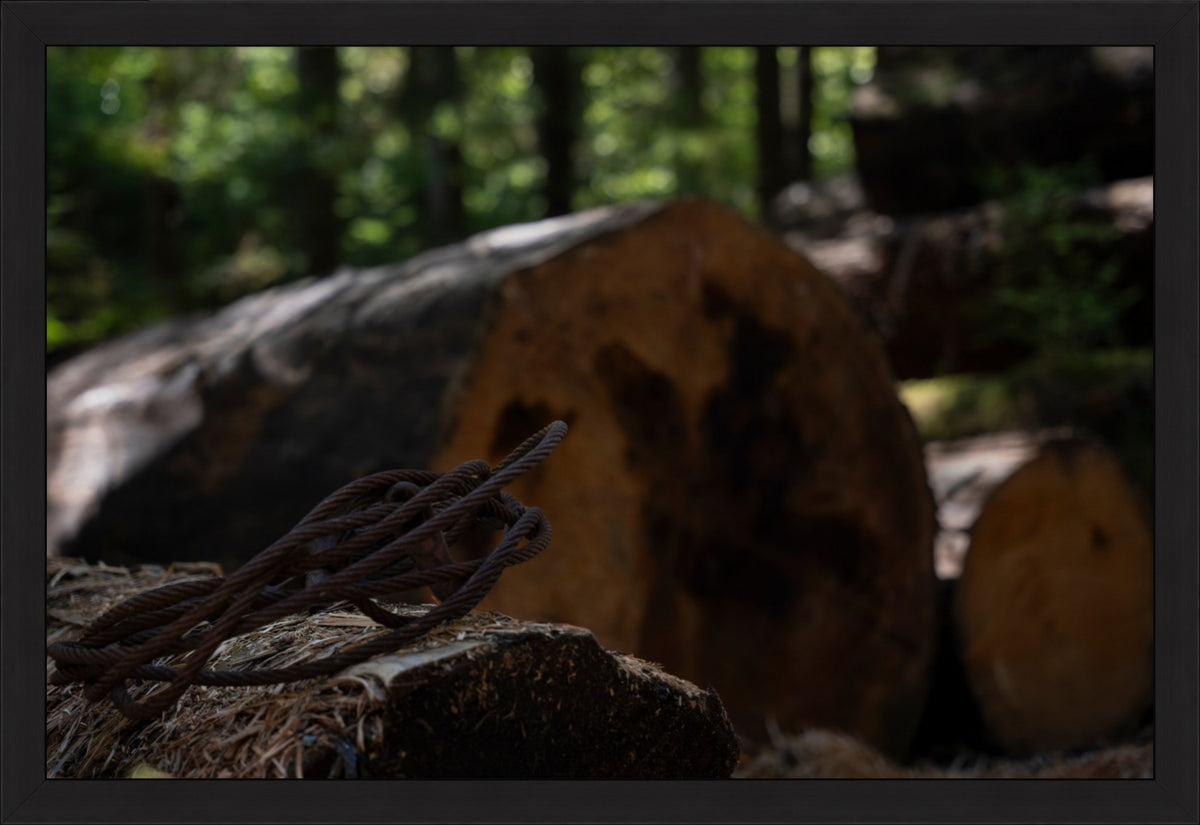 Remnants of the Timberline