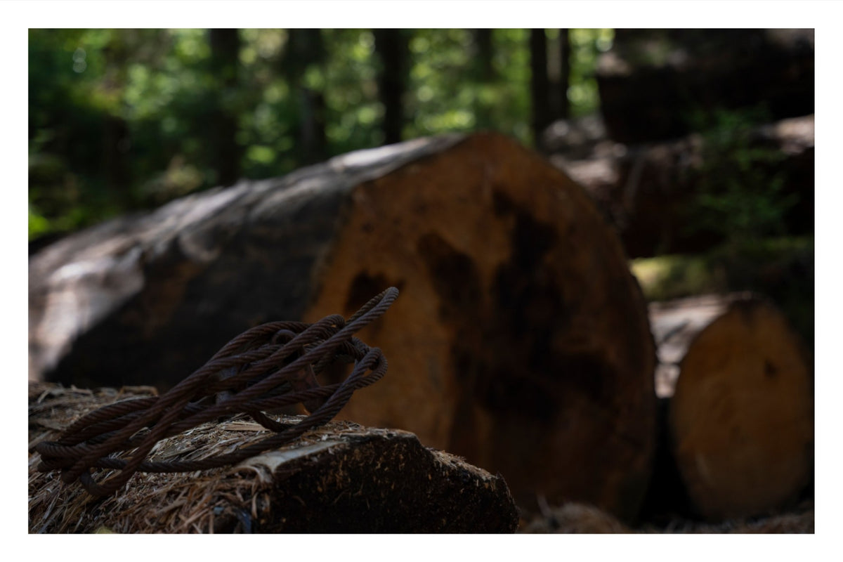 Remnants of the Timberline