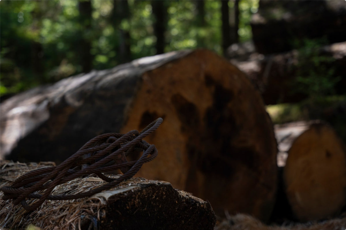 Remnants of the Timberline