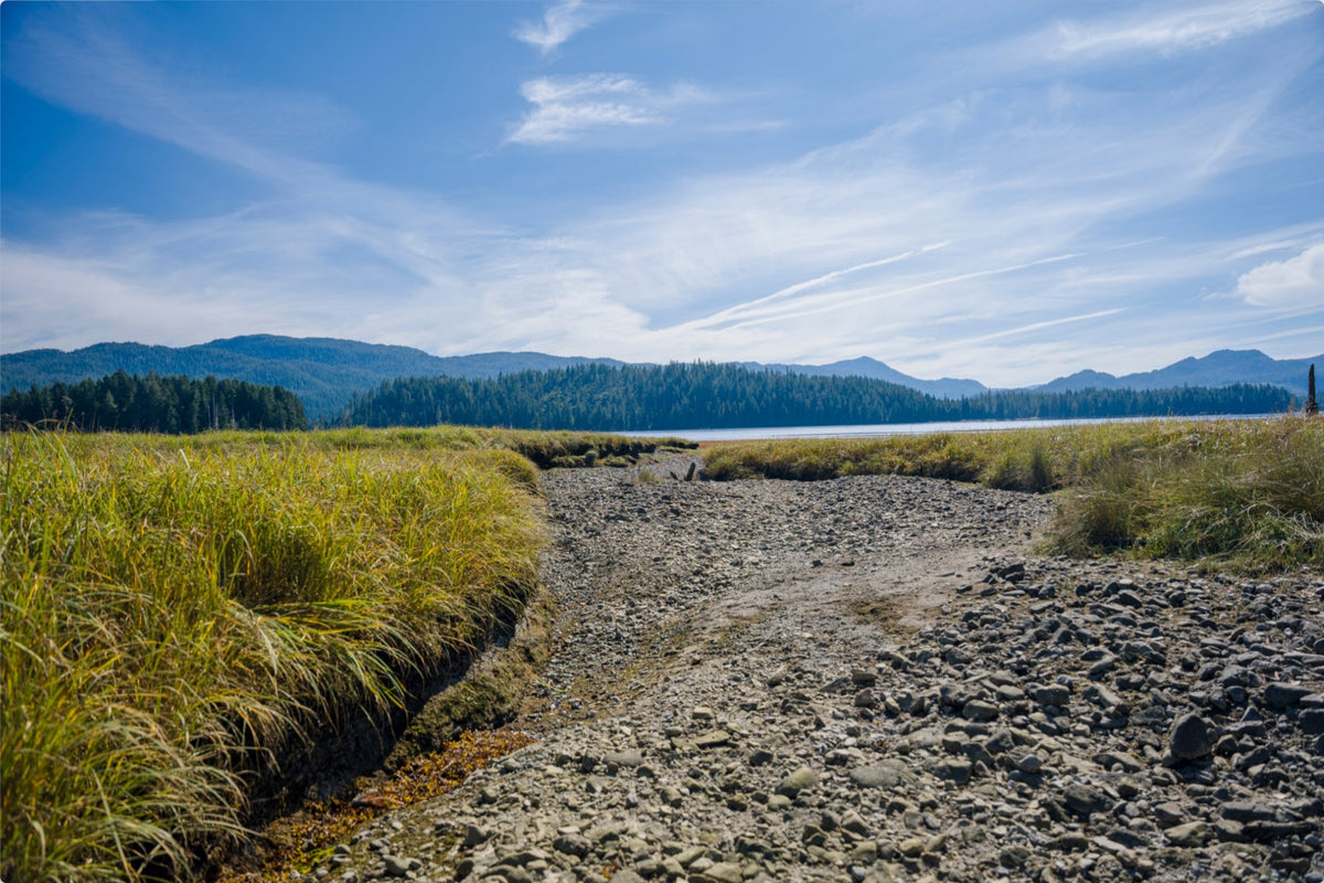 Where the Tide Returns
