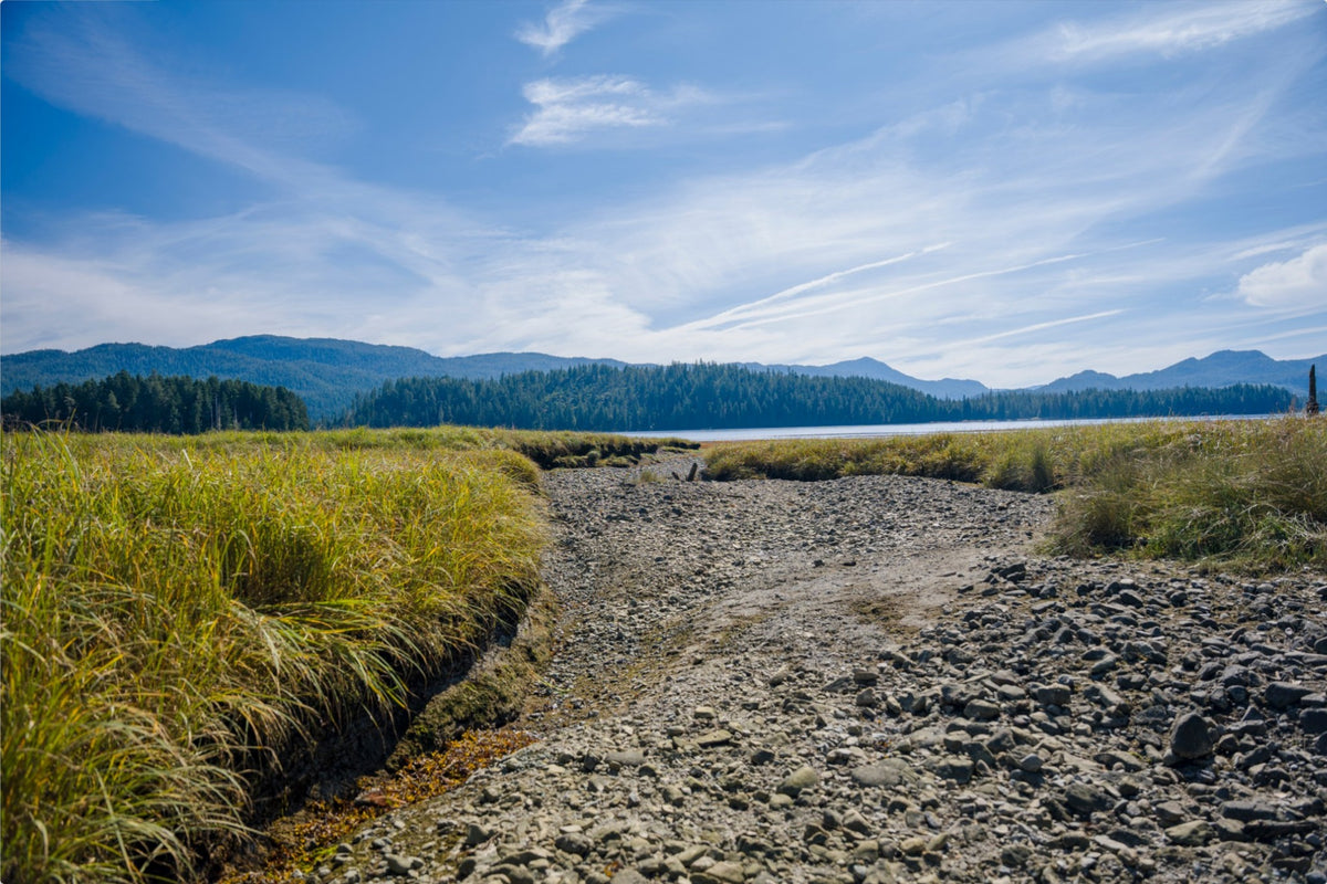 Where the Tide Returns