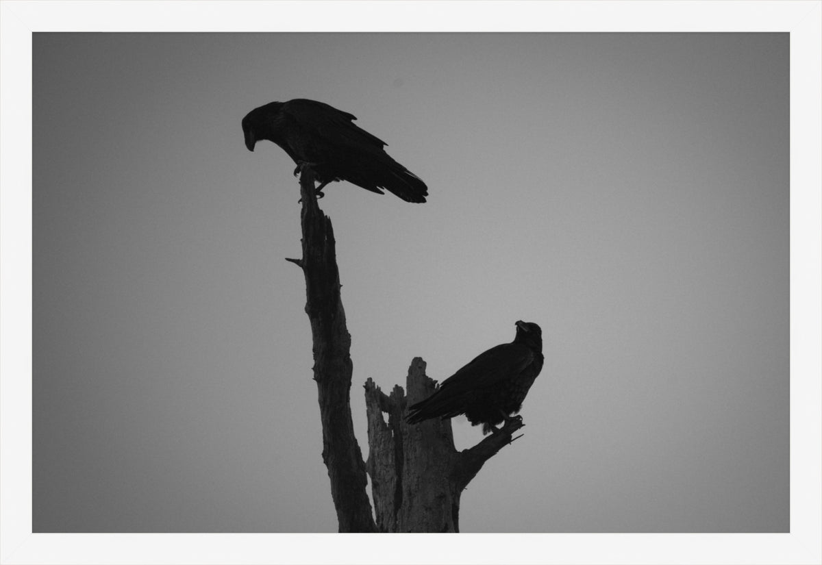 The Watchers