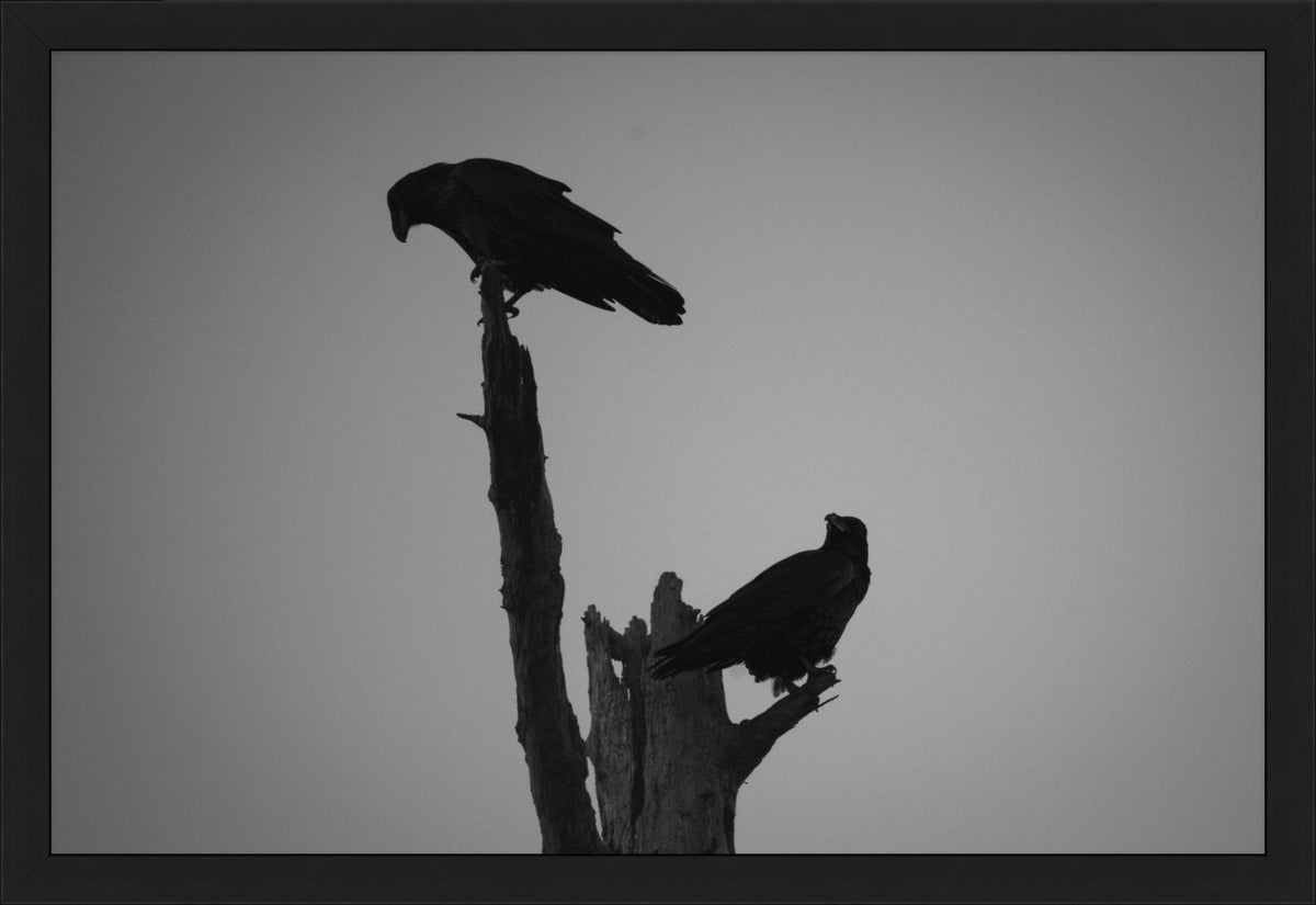 The Watchers