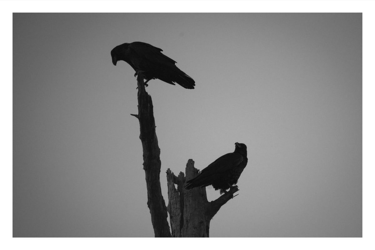 The Watchers