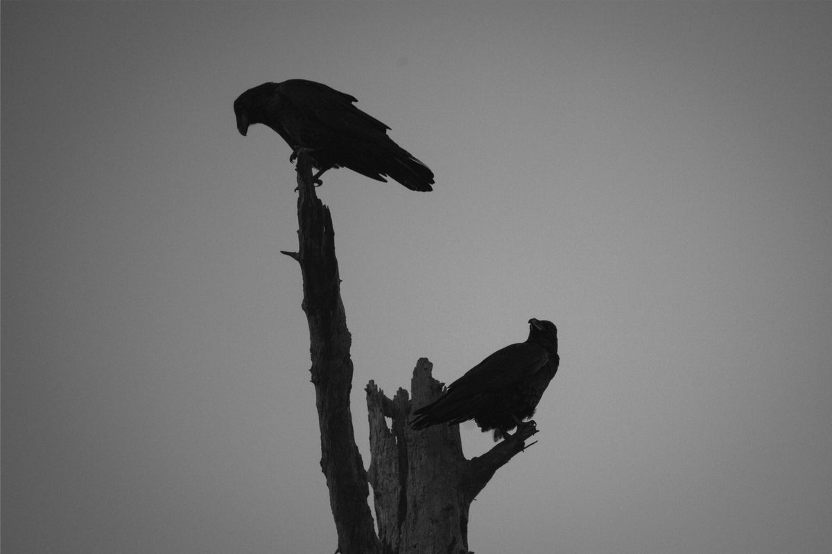 The Watchers
