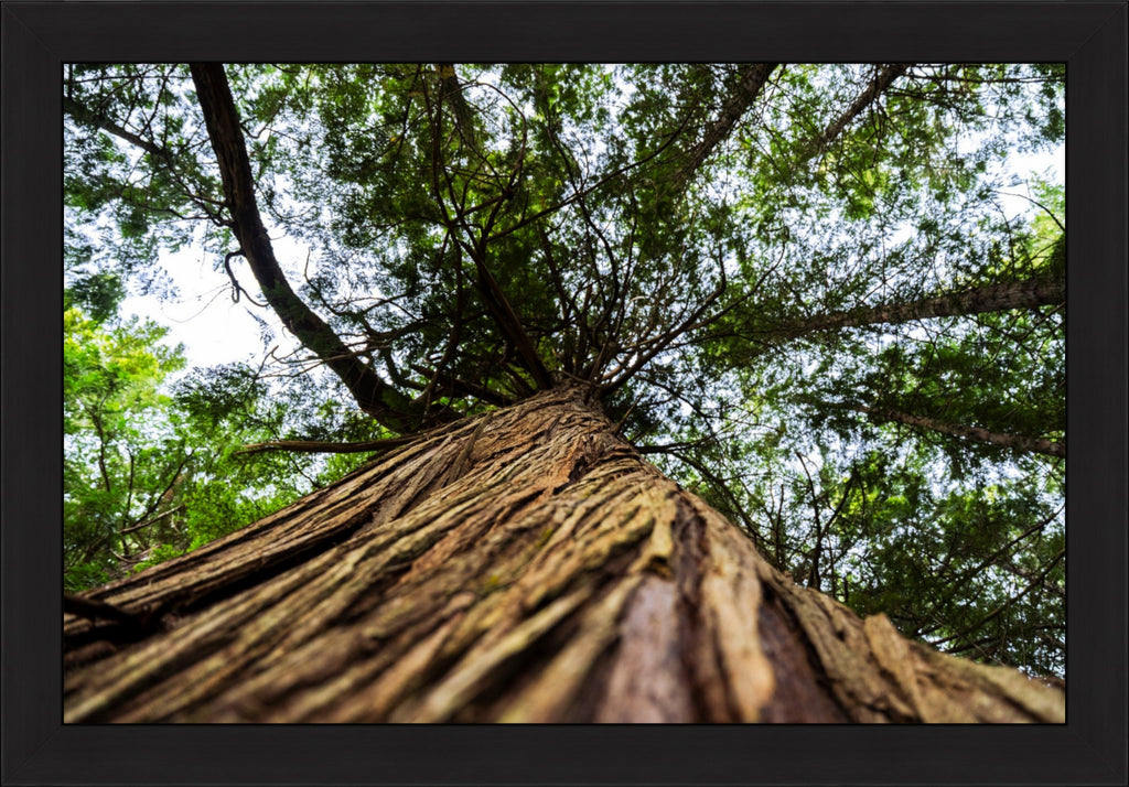 Toward the Canopy