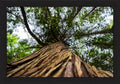 Toward the Canopy