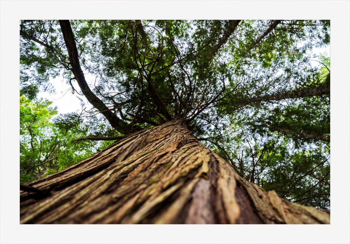 Toward the Canopy