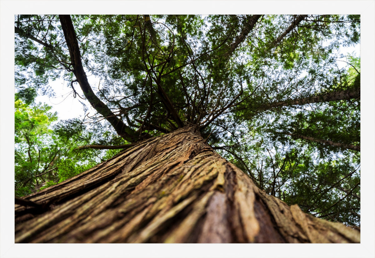 Toward the Canopy