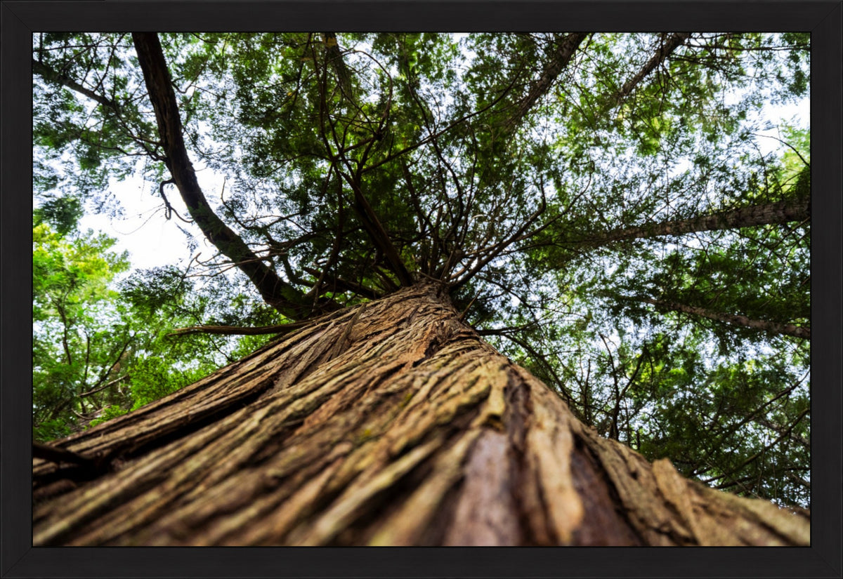 Toward the Canopy
