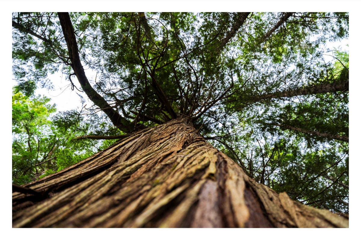 Toward the Canopy