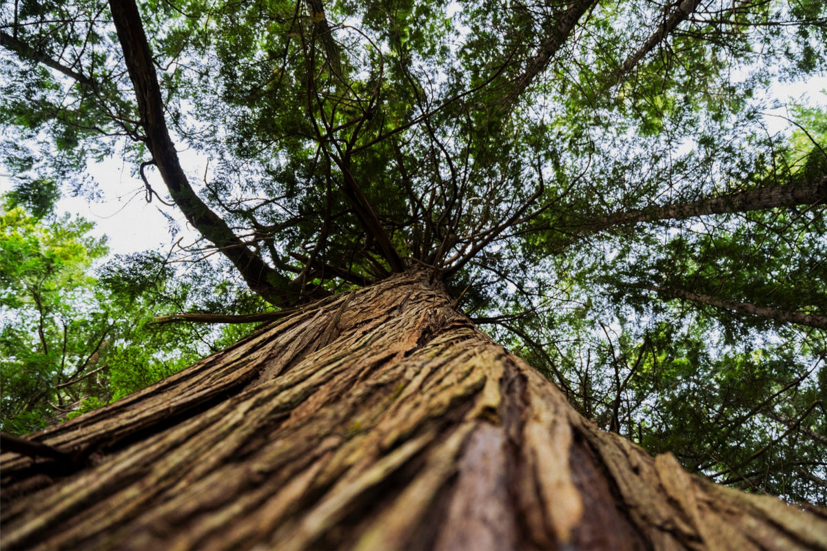 Toward the Canopy