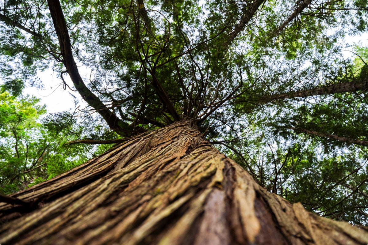 Toward the Canopy