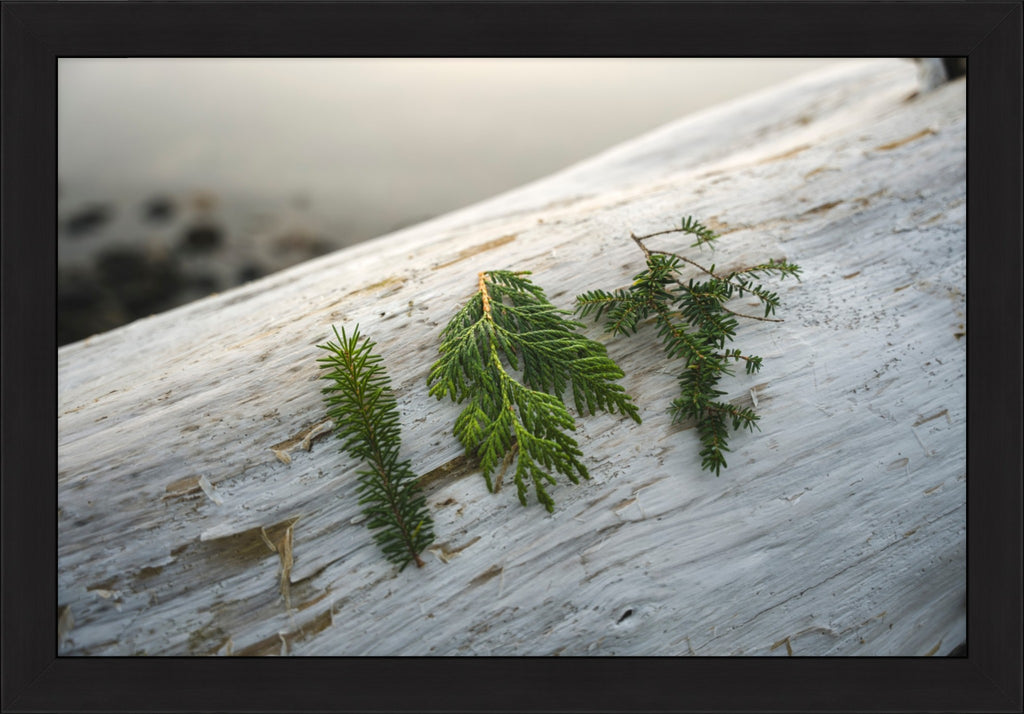 Three Evergreen Branches