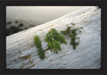 Three Evergreen Branches