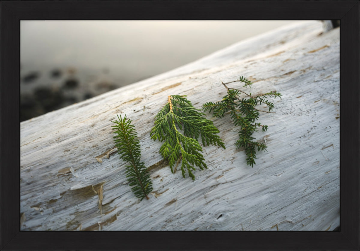 Three Evergreen Branches