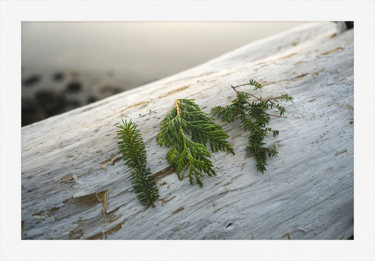 Three Evergreen Branches