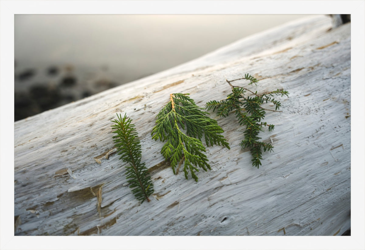 Three Evergreen Branches