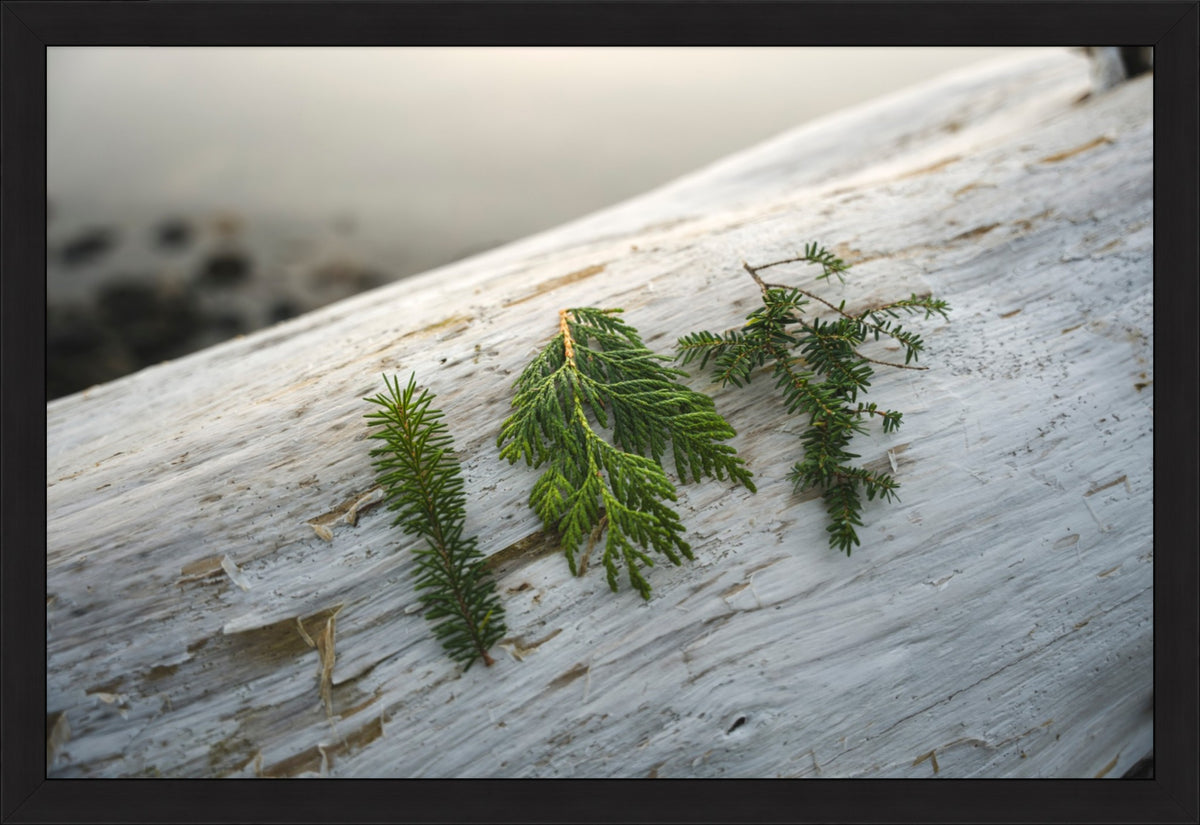 Three Evergreen Branches