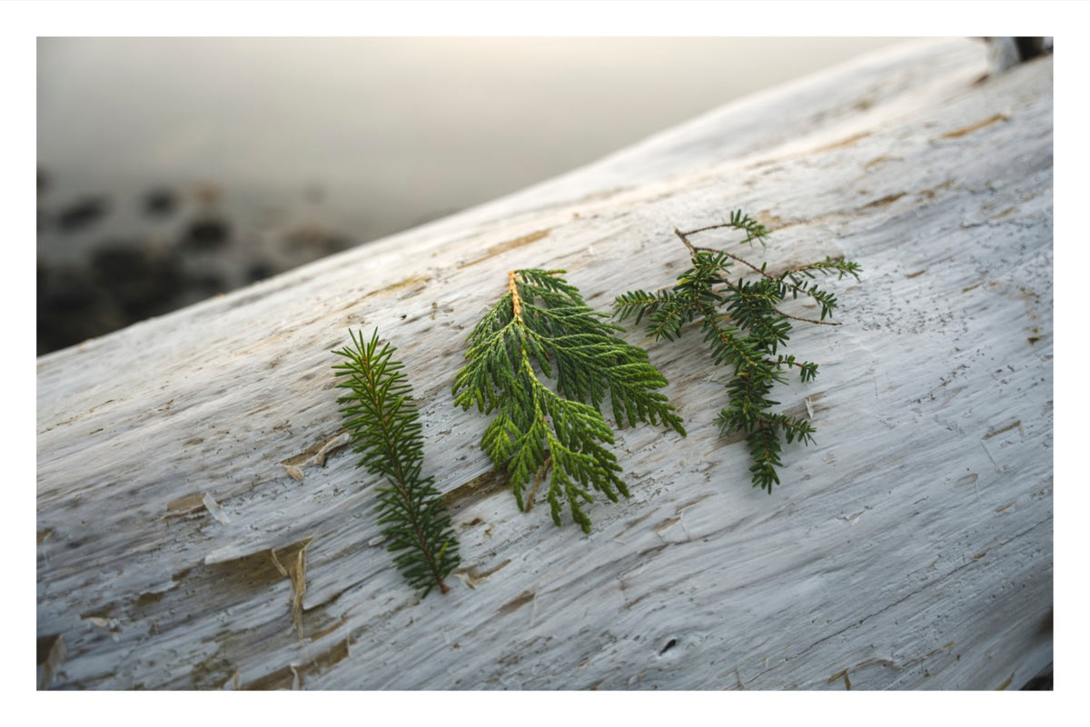 Three Evergreen Branches