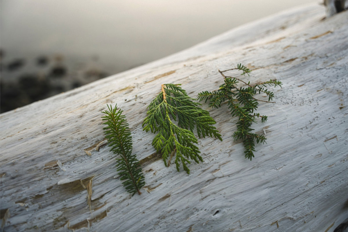 Three Evergreen Branches