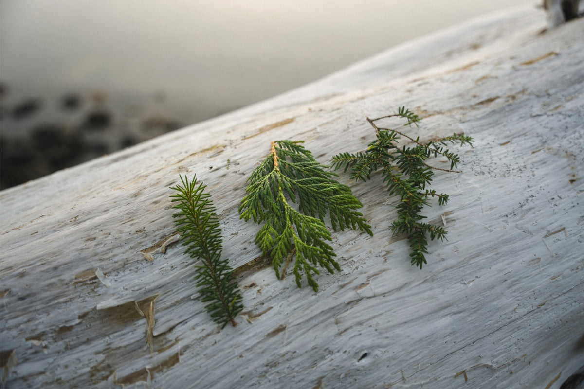 Three Evergreen Branches