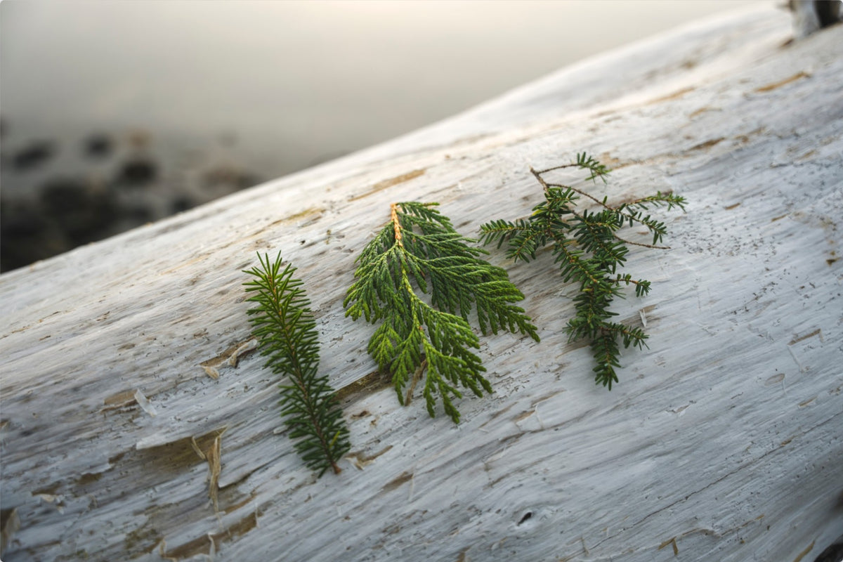 Three Evergreen Branches