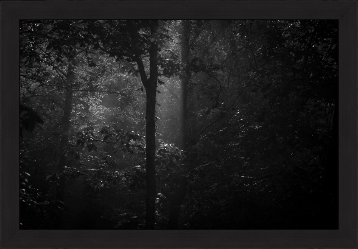 Morning Mist
