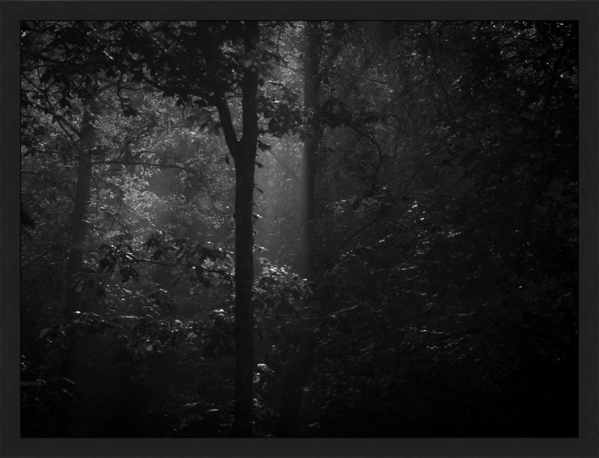 Morning Mist