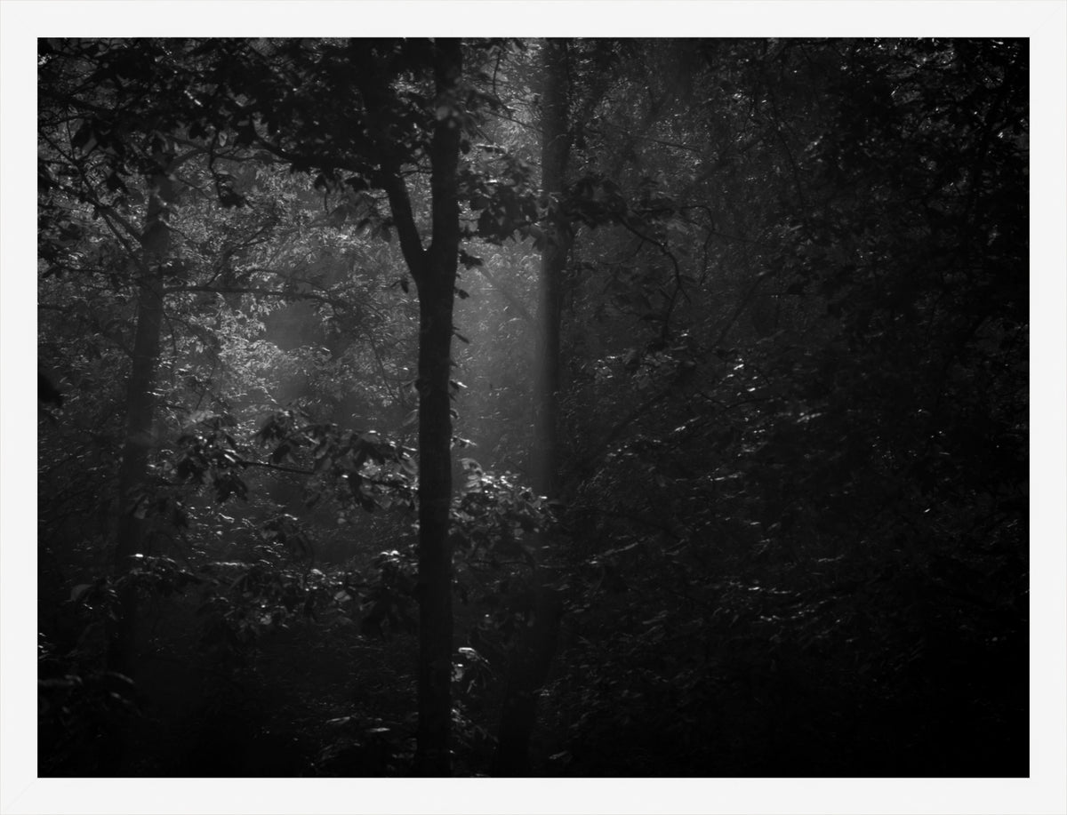 Morning Mist